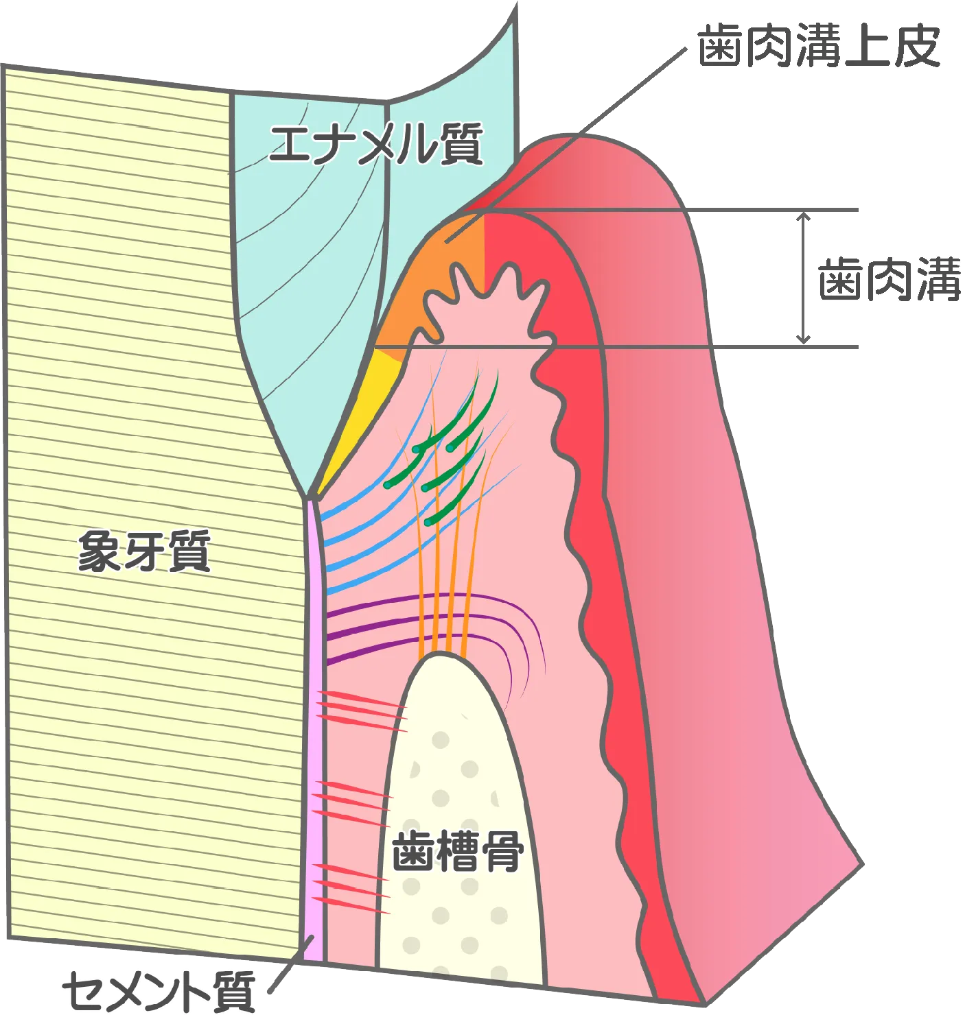歯ぐきの構造のイラスト